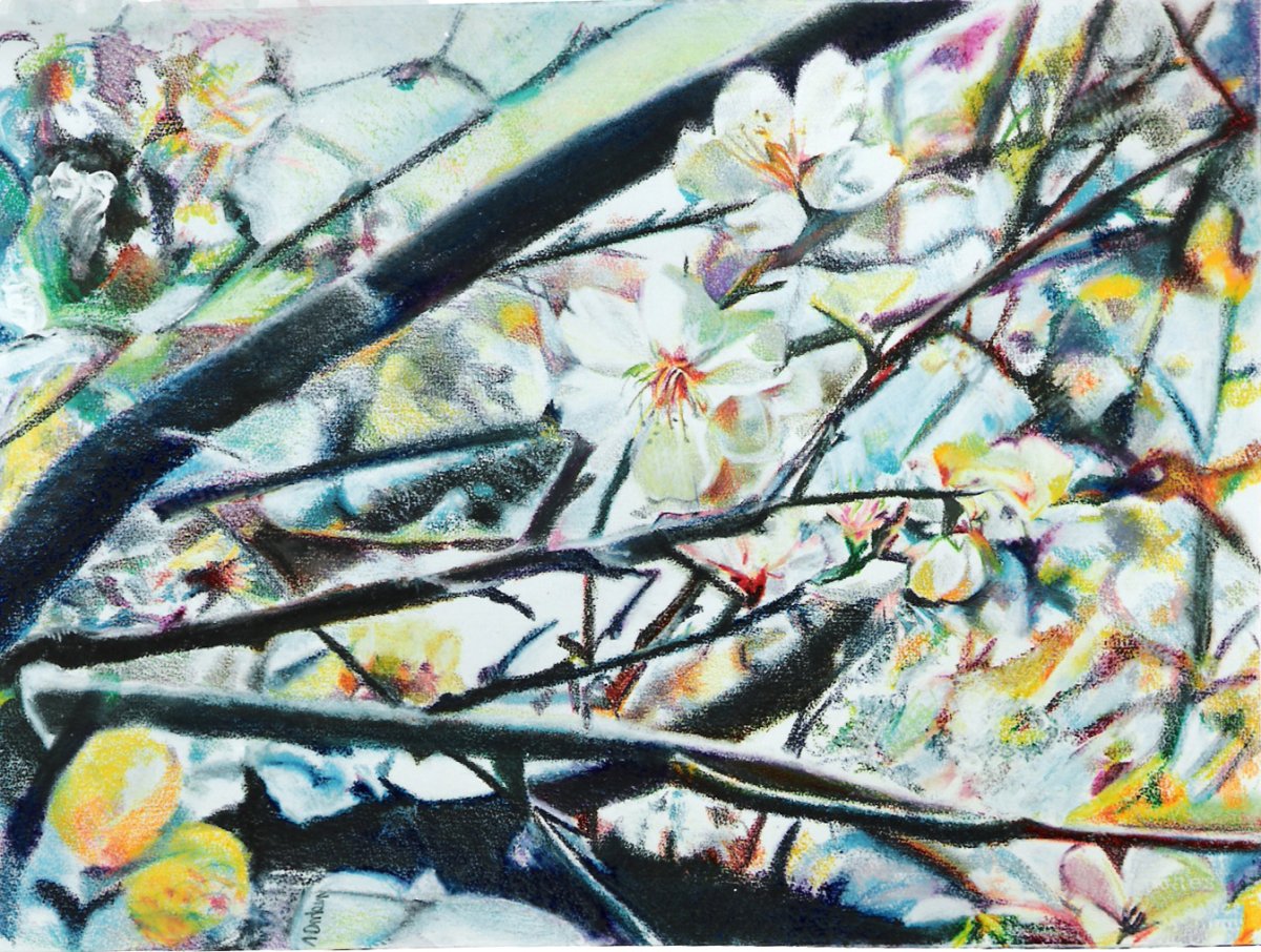 Pommier 60 x 100